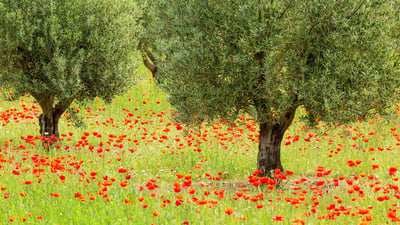 Bing wallpaper June 11, 2020. Olive trees and poppies in Luberon Regional Nature Park, France (© Hemis/Alamy)