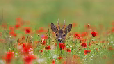 Bing wallpaper May 21, 2020. Roe deer with poppies (© Arterra Picture Library/Alamy)