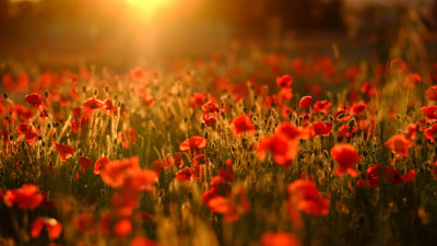 Bing wallpaper November 11, 2021. A field bursting with red poppies, Trowbridge, Wiltshire (© Tim Green/Moment/Getty Images)