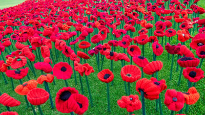 Bing wallpaper November 10, 2019. 2018 Remembrance Day Poppy Project display in Kings Park, Perth (© domonabike/Alamy Stock Photo)