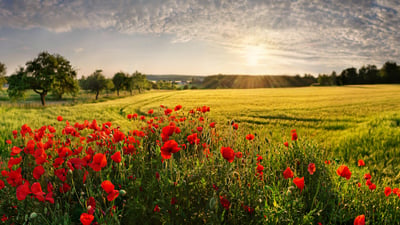 Bing wallpaper August 4, 2025. Mohnfelder, Adelschlag, Bayern (© Michael Rucker/Getty Images)