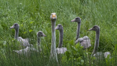 Bing wallpaper October 2, 2021. Cygne chanteur avec des petits, Finlande (© Jussi Murtosaari/Minden Pictures)