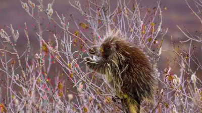 Bing wallpaper January 11, 2022. A porcupine hangs on a willow tree branch, Alaska (© Design Pics/Danita Delimont)