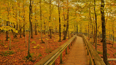 Bing wallpaper September 25, 2021. Escarpment Trail in Porcupine Mountains Wilderness State Park, Michigan (© Pat & Chuck Blackley/Alamy)