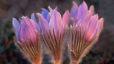 Bing wallpaper April 27, 2021. Prairie crocus, Sandilands Provincial Forest, Manitoba, Canada (© Jaynes Gallery/Danita Delimont)