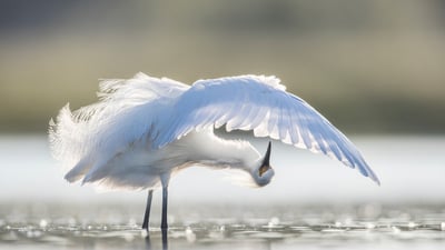 Bing wallpaper June 3, 2026. Aigrette neigeuse, Floride centrale, États-Unis (© Donald M. Jones/Minden Pictures)