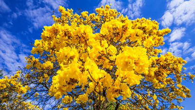 Bing wallpaper September 22, 2025. Árvore de ipê-amarelo em floração (© Wilton mitsuo miwa/Getty Images)