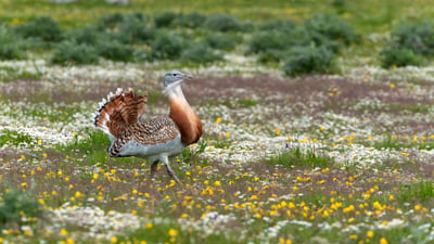 Bing wallpaper March 19, 2025. Avutarda común caminando por el prado, Extremadura, España (© Dick Hoogenboom/NiS/Minden Pictures)