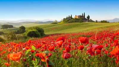 Bing wallpaper March 19, 2025. San Quirico d’Orcia, Toscana (© Fabio Muzzi/Connect Images/Alamy Stock Photo)