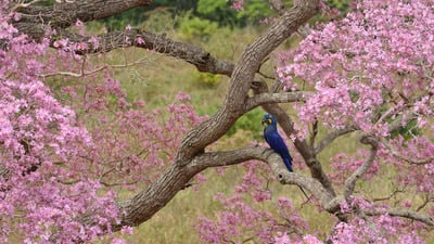 Bing wallpaper September 22, 2024. Arara-azul em um ipê-rosa durante a estação de floração, Pantanal, Mato Grosso (© Luiz Claudio Marigo/Minden PIctures)