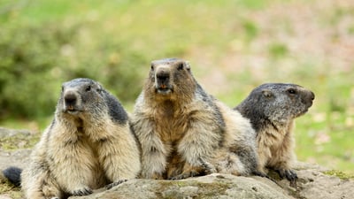 Bing wallpaper March 24, 2025. Marmottes des Alpes, Marmota Marmota, Hautes Pyrénées (© Yann Guichaoua-Photos/Getty Images)