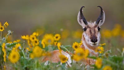 Bing wallpaper April 4, 2020. Pronghorn buck (© Donald M. Jones/Minden Pictures)