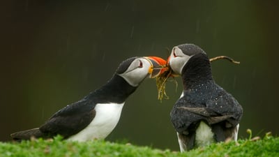Bing wallpaper December 3, 2019. Male Atlantic puffin gives his mate nesting material, Skomer Island, Wales (© Danny Green/Minden Pictures)