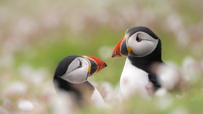 Bing wallpaper July 28, 2019. Puffins among sea campion on Skomer Island, Pembrokeshire, Wales (© Ross Hoddinott/Minden Pictures)
