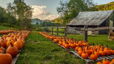 Bing wallpaper October 26, 2025. Pumpkin farm in North Carolina, United States (© Matthew H Irvin/Getty Images)
