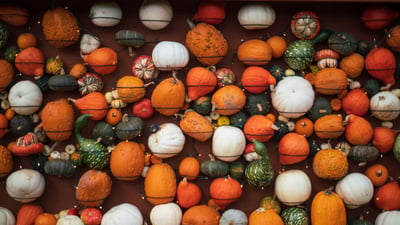 Bing wallpaper October 31, 2025. Different kinds of pumpkins and gourds (© davidfillion/Getty Images)