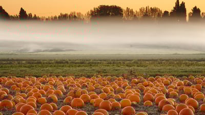 Bing wallpaper October 28, 2024. Pumpkin field, Victoria, British Columbia, Canada (© Shaun Cunningham/Alamy)
