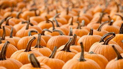 Bing wallpaper October 31, 2019. Pumpkins (© pianisssimo/iStock/Getty Images Plus)