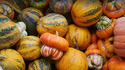 Bing wallpaper October 31, 2023. Pumpkins and squashes (© bobkeenan/Getty Images)