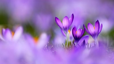 Bing wallpaper March 20, 2023. Crocus flowers (© Raimund Linke/Getty Images)