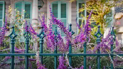 Bing wallpaper February 16, 2021. Flowers and an ironwork fence in front of a house in New Orleans, Louisiana (© Lauren Mitchell/Offset by Shutterstock)