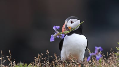 Bing wallpaper September 9, 2026. Atlantic puffin holding a wild iris in his beak in Elliston, Newfoundland, Canada (© mlorenzphotography/Getty Images)