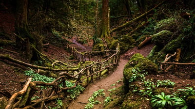 Bing wallpaper June 23, 2020. Path through Puzzlewood, Forest of Dean, Gloucestershire (© GuyBerresfordPhotography/iStock/Getty Images Plus)