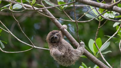 Bing wallpaper October 20, 2023. Pygmy three-toed sloth baby, Isla Escudo de Veraguas, Panama (© Suzi Eszterhas/Minden Pictures)