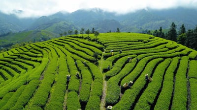 Bing wallpaper April 3, 2020. 【今日清明节】 (© Xinhua/Alamy Stock Photo)