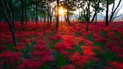Bing wallpaper September 22, 2023. 巾着田の彼岸花, 埼玉県 日高市 (© Deseree Joy Villanueva/Getty Images)