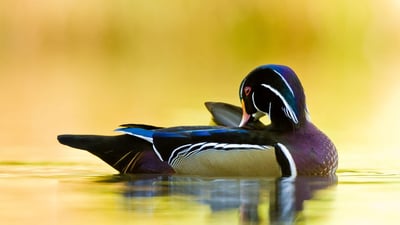Bing wallpaper October 12, 2024. Wood duck, Quebec, Canada (© Maxime Riendeau/Getty Images)