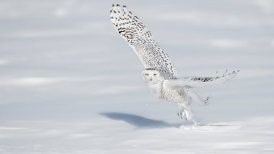 Bing wallpaper March 1, 2022. A snowy owl pictured in Quebec City (© Marco Pozzi Photographer/Getty Images)