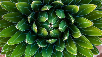 Bing wallpaper November 23, 2019. For Fibonacci Day, an agave plant (© Moab Republic/Shutterstock)