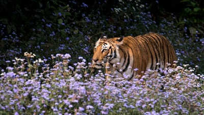 Bing wallpaper December 13, 2025. Royal Bengal tiger (© sourabh/Getty Images)
