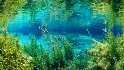 Bing wallpaper July 3, 2025. Rainbow River in Rainbow Springs State Park, Florida (© Michel Roggo/Minden Pictures)