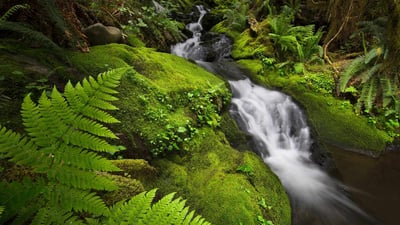Bing wallpaper April 24, 2019. The Quinault Rainforest in Olympic National Park, Washington (© Jason Savage/Tandem Stills + Motion)
