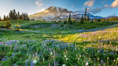 Bing wallpaper July 12, 2024. Wildflowers in Mount Rainier National Park, Washington (© RomanKhomlyak/Getty Images)
