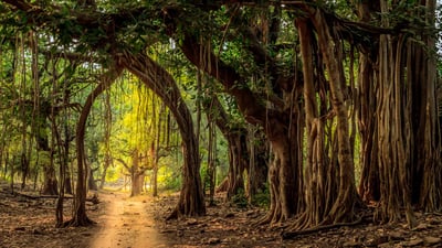 Bing wallpaper August 27, 2019. Jeep trail in Ranthambore National Park, India (© Lewis Kemper/Alamy Stock Photo)
