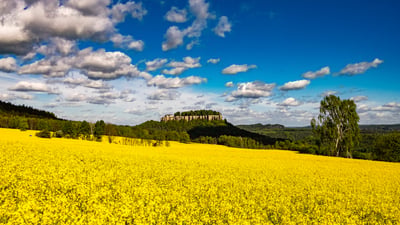 Bing wallpaper May 30, 2026. Rapsfelder vor der Festung Königstein, Sächsische Schweiz, Sachsen (© Frank Bienewald/Getty Images)