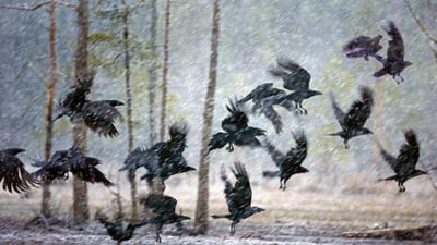 Bing wallpaper November 13, 2020. Ravens in a snowstorm near Kuhmo, Finland (© Frans Lemmens/Alamy)