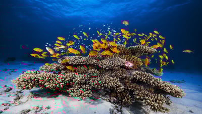 Bing wallpaper June 30, 2019. School of Pseudanthias squamipinnis swimming over coral, Mayotte, Indian Ocean (© Gabriel Barathieu/Minden Pictures)
