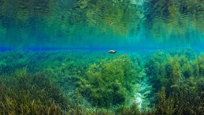 Bing wallpaper May 23, 2022. Florida red-bellied turtle in Rainbow Springs, Rainbow Springs State Park, Florida (© Michel Roggo/Minden Pictures)
