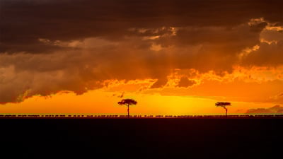 Bing wallpaper July 22, 2020. Blue wildebeest herd migrating at sunset, Maasai Mara National Reserve, Kenya (© Denis-Huot/Minden Pictures)