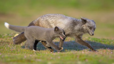 Bing wallpaper June 16, 2024. Red fox father and kit, Washington (© Chase Dekker/Minden Pictures)