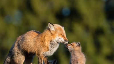 Bing wallpaper September 11, 2024. Red fox mother kissing her baby in Canada (© pchoui/Getty Images)