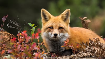 Bing wallpaper November 17, 2025. Red fox, Canada (© RT-Images/Getty Images)