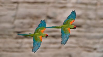 Bing wallpaper January 5, 2021. Red-fronted macaws in Omerque, Cochabamba, Bolivia (© Bernard Castelein/Minden Pictures)