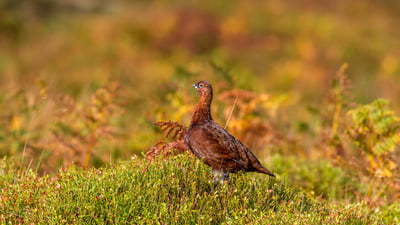 Bing wallpaper October 21, 2023. Red grouse, Ilkley Moor, West Yorkshire, UK (© Rebecca Cole/Alamy Stock Photo)