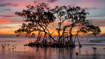 Bing wallpaper July 26, 2026. Sunrise on a red mangrove in the Pig Keys, Honduras (© Mac Stone/Tandem Stills + Motion)
