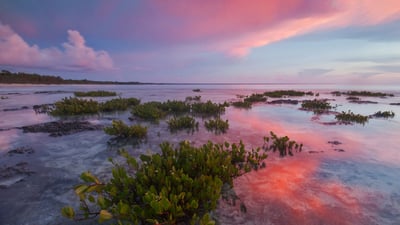 Bing wallpaper January 27, 2023. Red mangrove tree seedlings in Guanahacabibes National Park, Cuba (© Claudio Contreras/Minden Pictures)